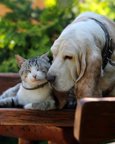 A dog and a cat sharing a bench at Timberlawn Crescent in North Bethesda, Maryland. 