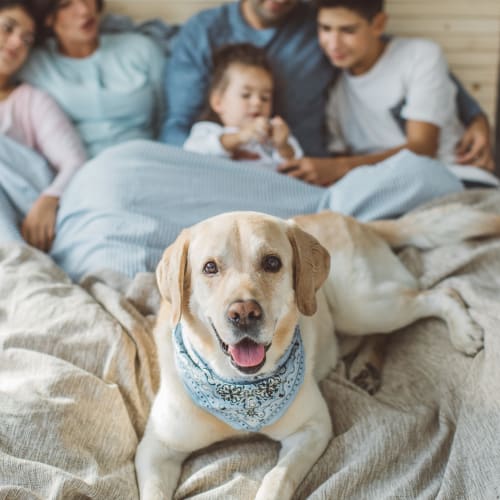 A dog and family on a bed in a home at Masters Hill Single Family in Quantico, Virginia