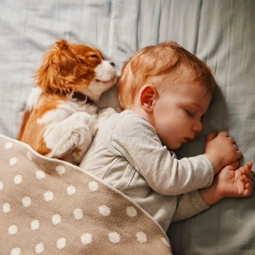 A dog sleeping next to a child at Orleck Heights in San Diego, California