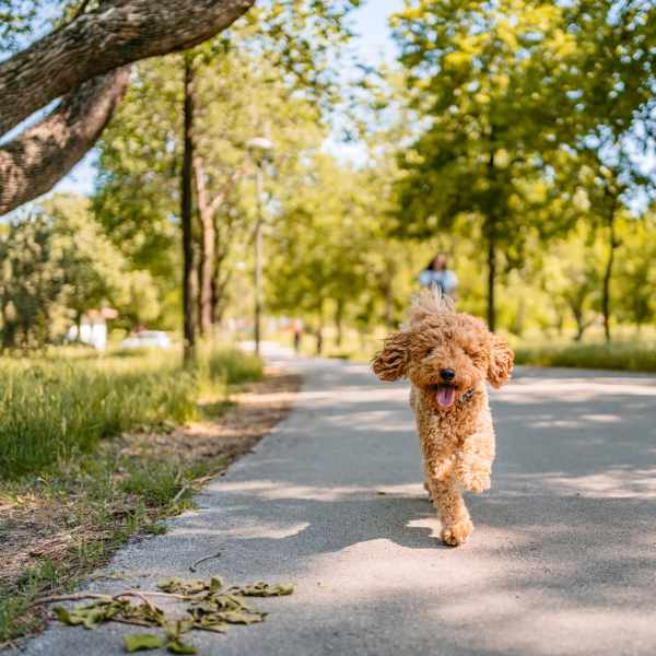 A dog walking on path near Attain at Quarterpath, Williamsburg, Virginia