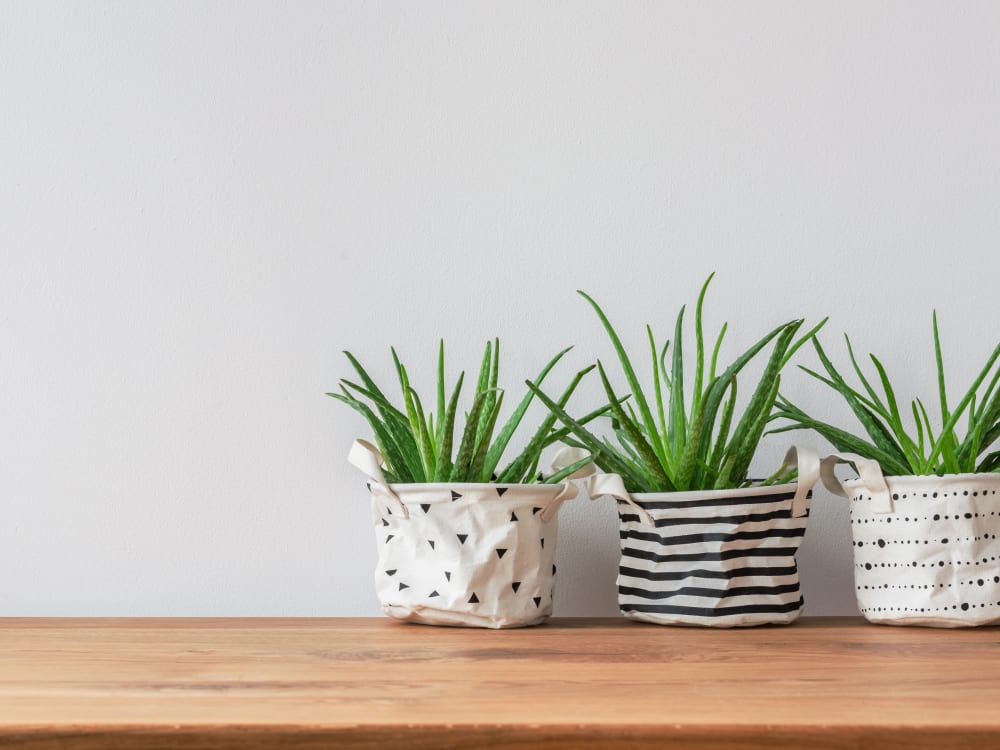 Cute little plants on the counter at Alley South Lake Union in Seattle, Washington