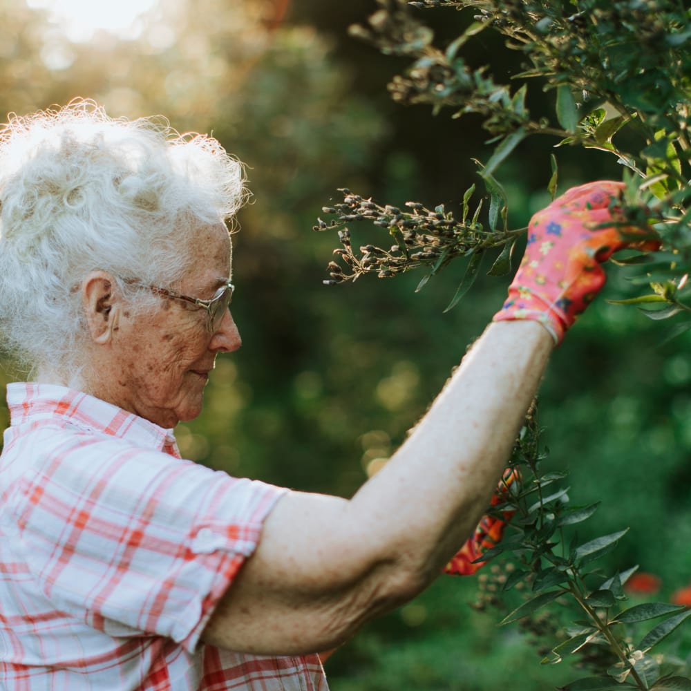 Resident picking berries in the morning at Randall Residence of Sterling Heights in Sterling Heights, Michigan