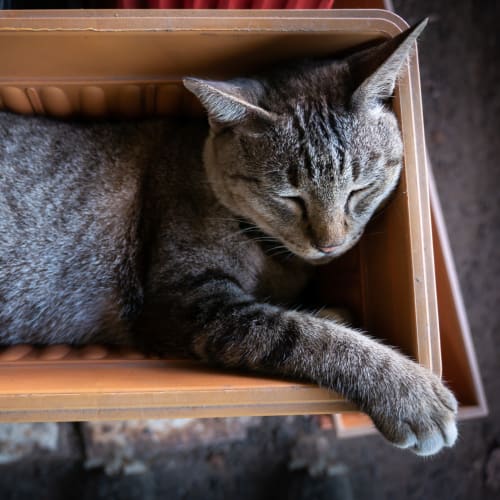 A cat sleeping in a home at Fairway Heights in Twentynine Palms, California