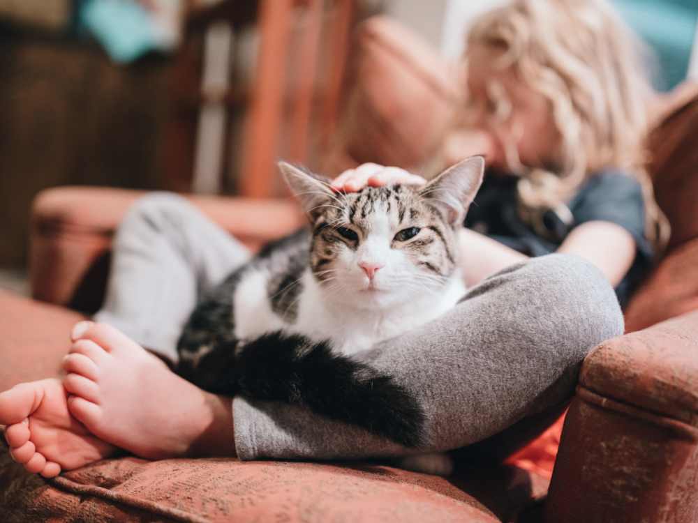 Child petting cat on cozy couch at Somerset Park Apartments in Bath, Michigan