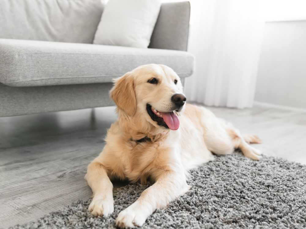 Golden retriever lying on a gray rug at Central Park Place in Grand Rapids, Michigan
