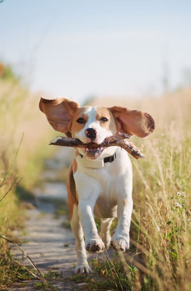A beagle holding a stick outside of Westport Lofts in Belville, North Carolina