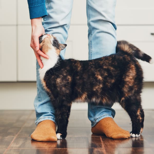 Resident and her cat in their new home at The Local Apartments in Tempe, Arizona