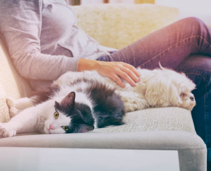 Cat and dog laying on the couch next to their owner at Runaway Bay Apartments in Virginia Beach, Virginia