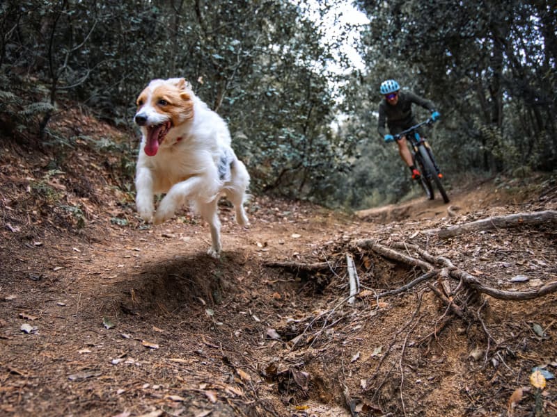 A dog jumping on a trail with its owner on a bike behind near Adrian On Riverside in Macon, Georgia