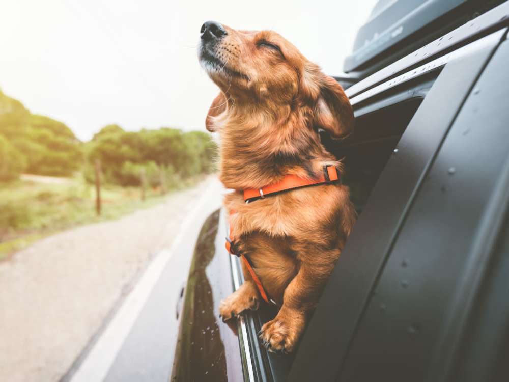 Dog in a car at Runaway Bay in Lansing, Michigan