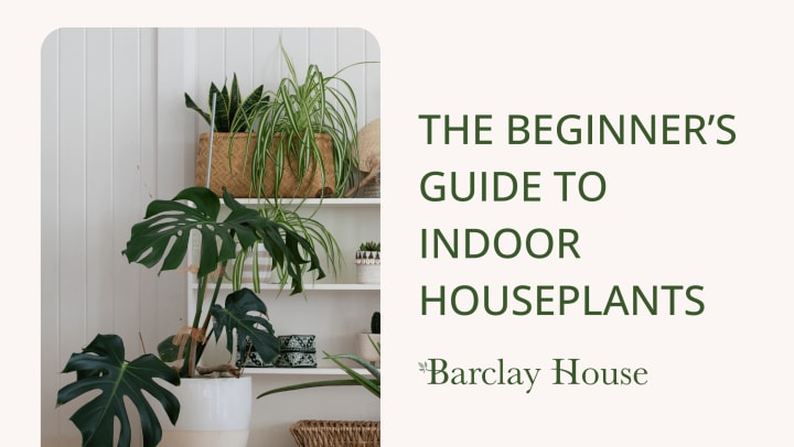 Read about The Beginner’s Guide to Indoor Houseplants
