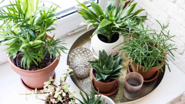 Downtown self storage plants indoor growing 
