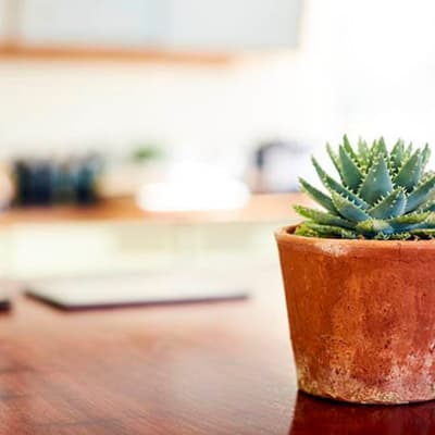 Plant on a table near Cantare at Indian Lake Village in Hendersonville, Tennessee