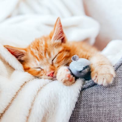 A sleeping kitten cuddling with its mouse toy at Mason Drive Apartments in Columbus, Georgia