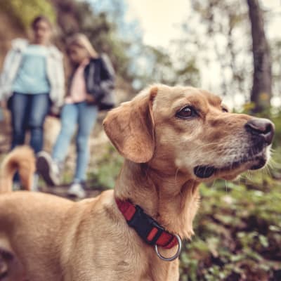 a dog on a walk at Castle Acres in Norfolk, Virginia