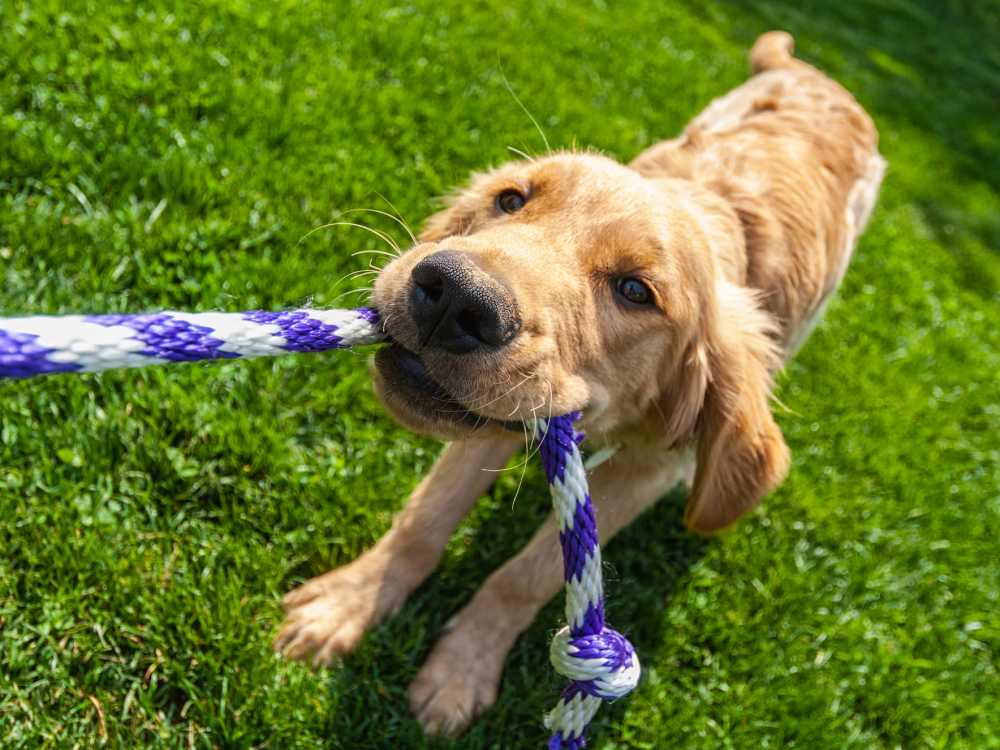 Dog was pulling rope in garden at Somerset Park Apartments in Bath, Michigan