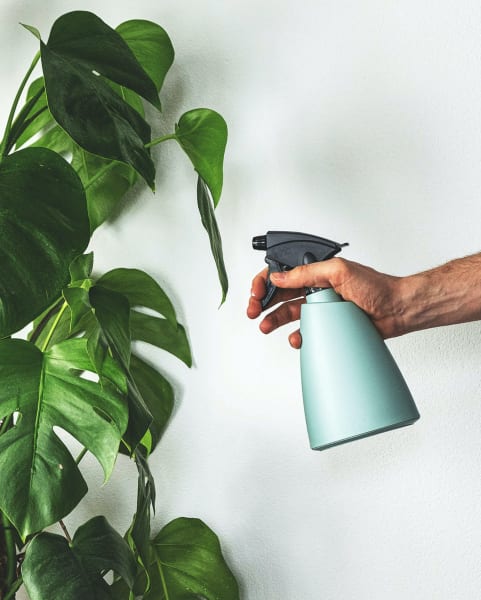 An hand holding a spray bottle aimed at a large indoor plant