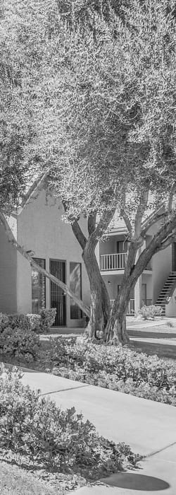 Greyscale photo of lush flora outside the leasing office at Shelter Cove Apartments in Las Vegas, Nevada