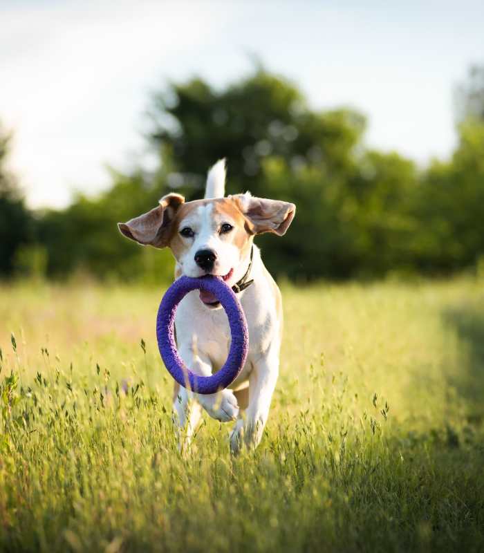 The on-site dog park at Ascent Apartment Homes in Asheville, North Carolina