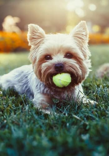 Pet friendly apartments Waterview Apartment Homes