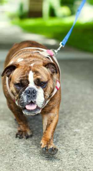 View amenities at Chateau Hills in Portland, Oregon