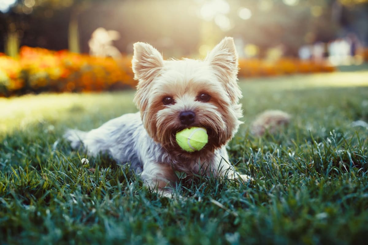 Cute dog on the grass at Governours Square in Columbus, Ohio