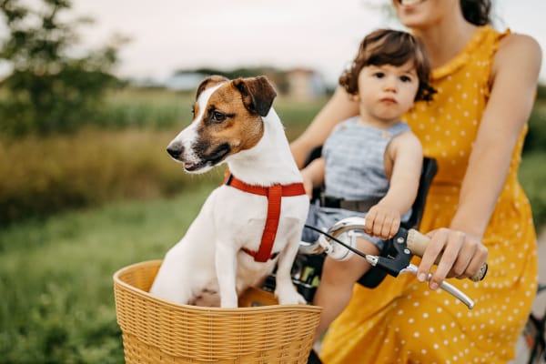 Cute puppy riding in the basket on front of a bike through a park near BB Living Murphy Creek in Aurora, Colorado