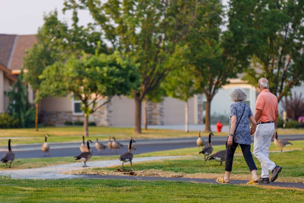 Couple walking through neighborhood with geese at Touchmark at Meadow Lake Village in Meridian, Idaho