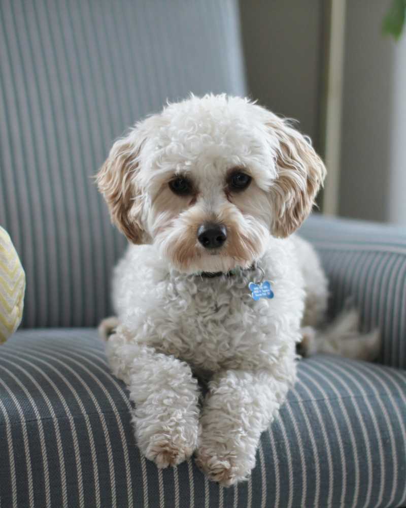Small white dog on a chair at Vivo Living Wilmington in Wilmington, North Carolina