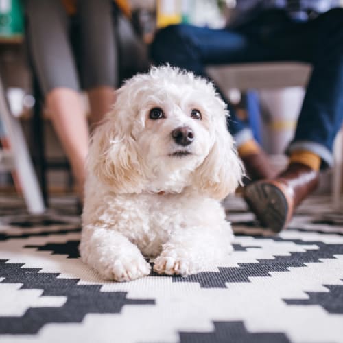 A dog in a home at El Centro New Fund Housing (Officers) in El Centro, California