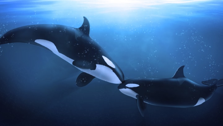 Pair of orca whales