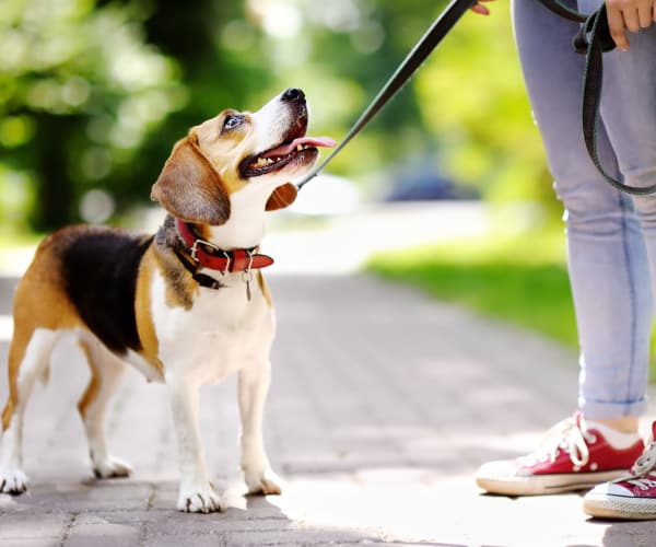 Resident enjoying time with his dog in Lakeland, Florida