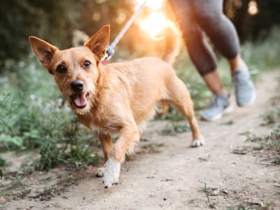 Learn about our pet policy at 301 Riverwalk Place in Buffalo Grove, Illinois