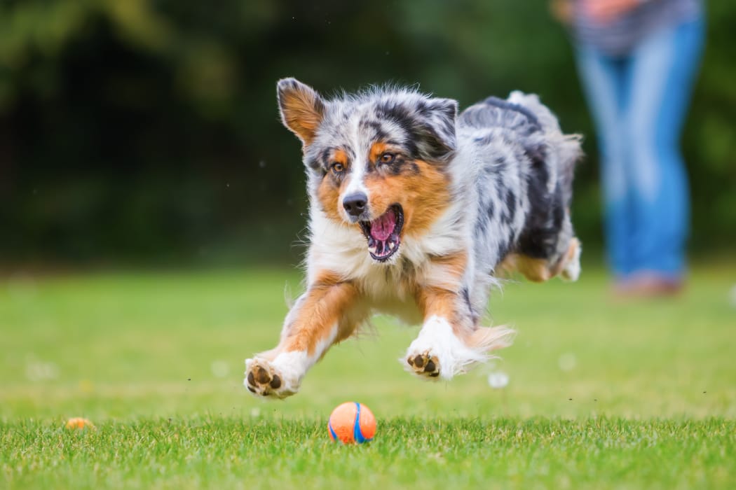 Resident playing fetch with her dog at IMT Sherman Circle in Van Nuys, CA