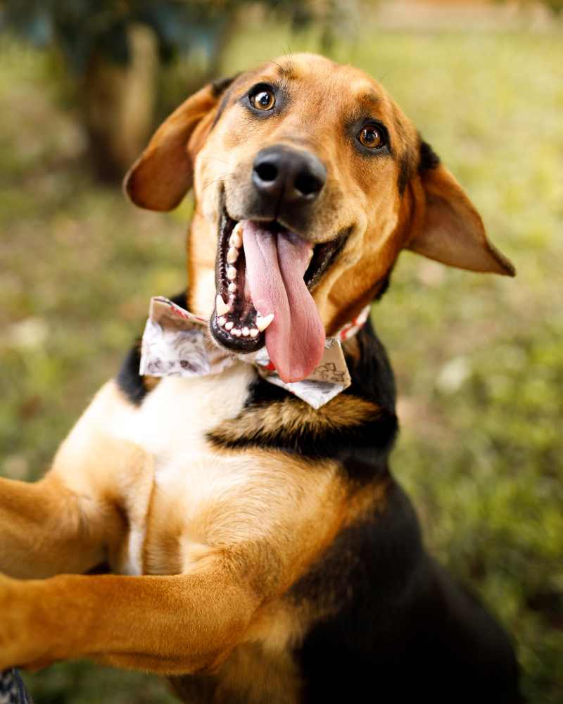 Happy furry friends at Encore at West Valley in White Lake, Michigan
