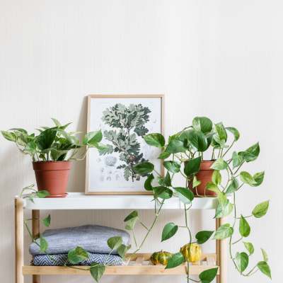 Night stand with plant at Harvest Hill in Broomfield, Colorado 