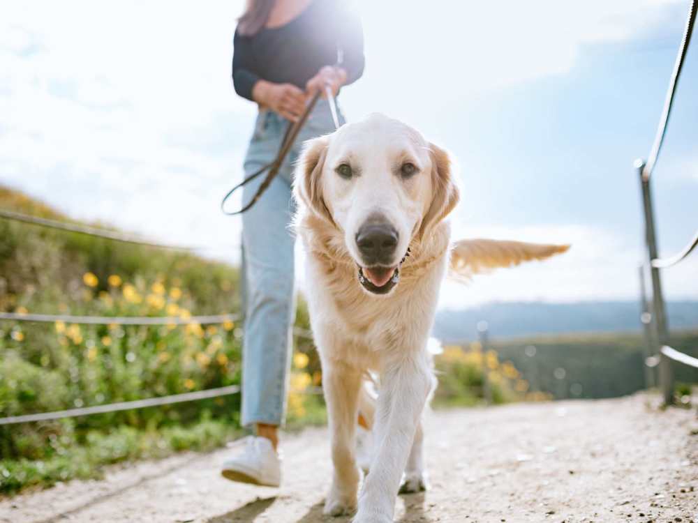Resident with her pet dog in a park near Charlotte Commons in Port Charlotte, Florida