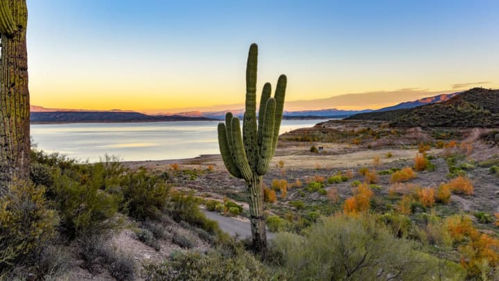 Cactus in Arizona landscape