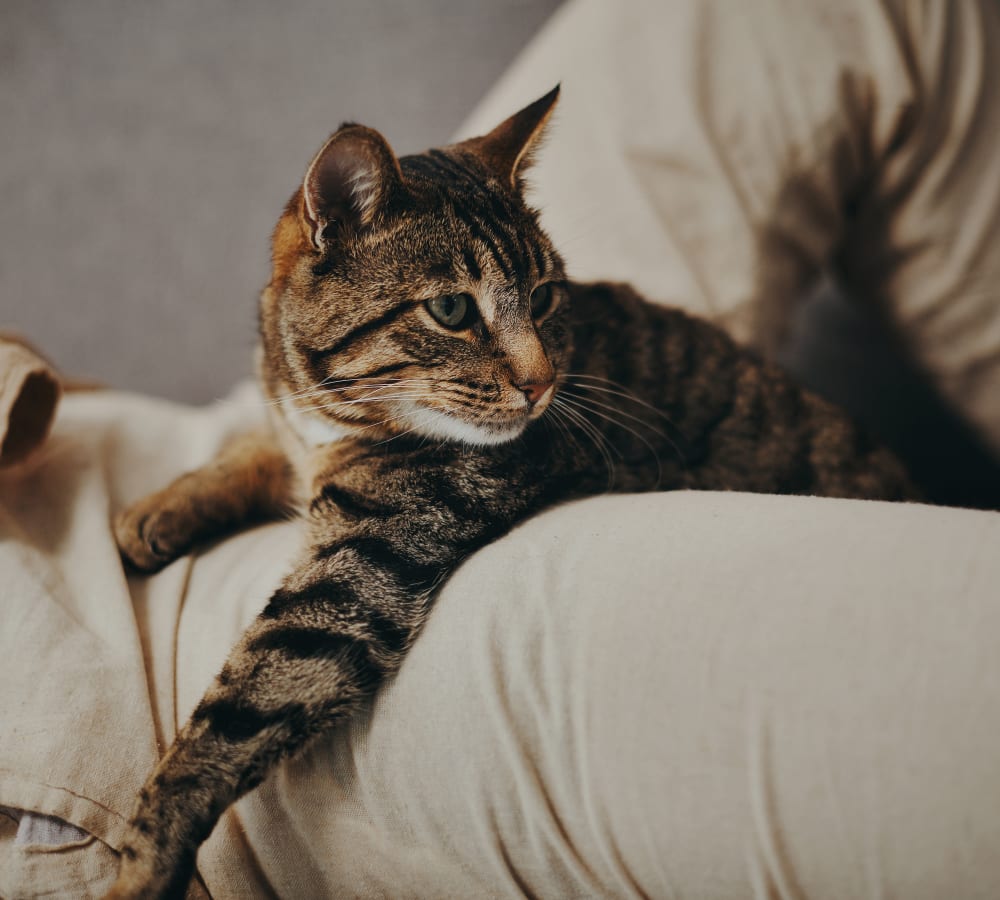 A cat on its owners lap at Stonecreek Club in Germantown, Maryland