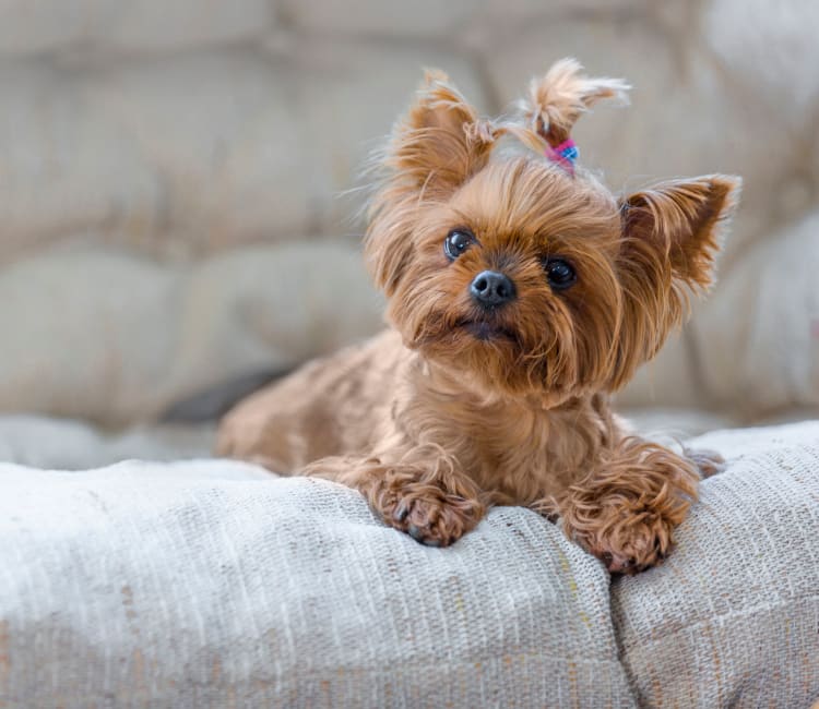 Cute little pup relaxing on the couch in her new home at Sofi Warner Center in Woodland Hills, California