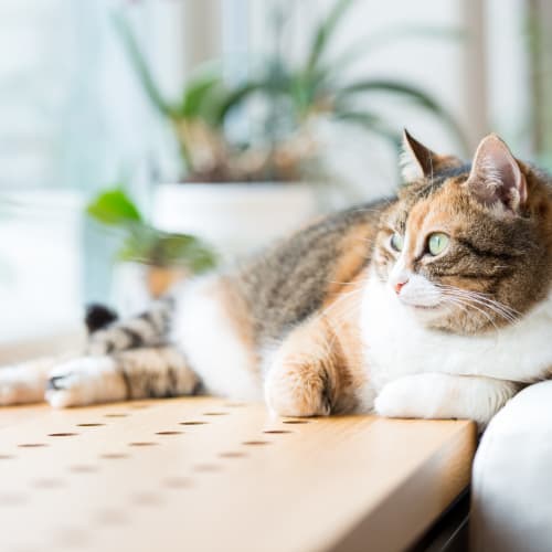 A house cat laying down at Sampson Road in Dahlgren, Virginia