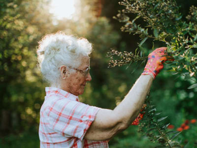 Resident picking berries in the morning at Randall Residence at Hobbs Station in Plainfield, Indiana