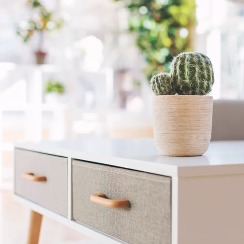 A cactus on a dresser at Shelton Circle in Virginia Beach, Virginia