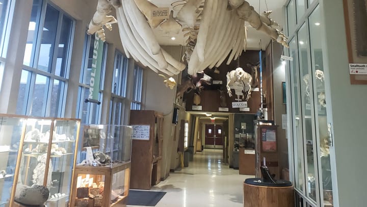 Sierra College Natural History Museum Rocklin CA