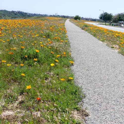 bike path near Stuart Mesa in Oceanside, California