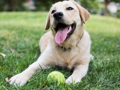 Learn about our pet policy at The Glendale Residence in Lanham, Maryland