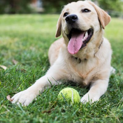 A dog laying in the grass with a tennis ball at the dog park at Adobe Flats IV in Twentynine Palms, California