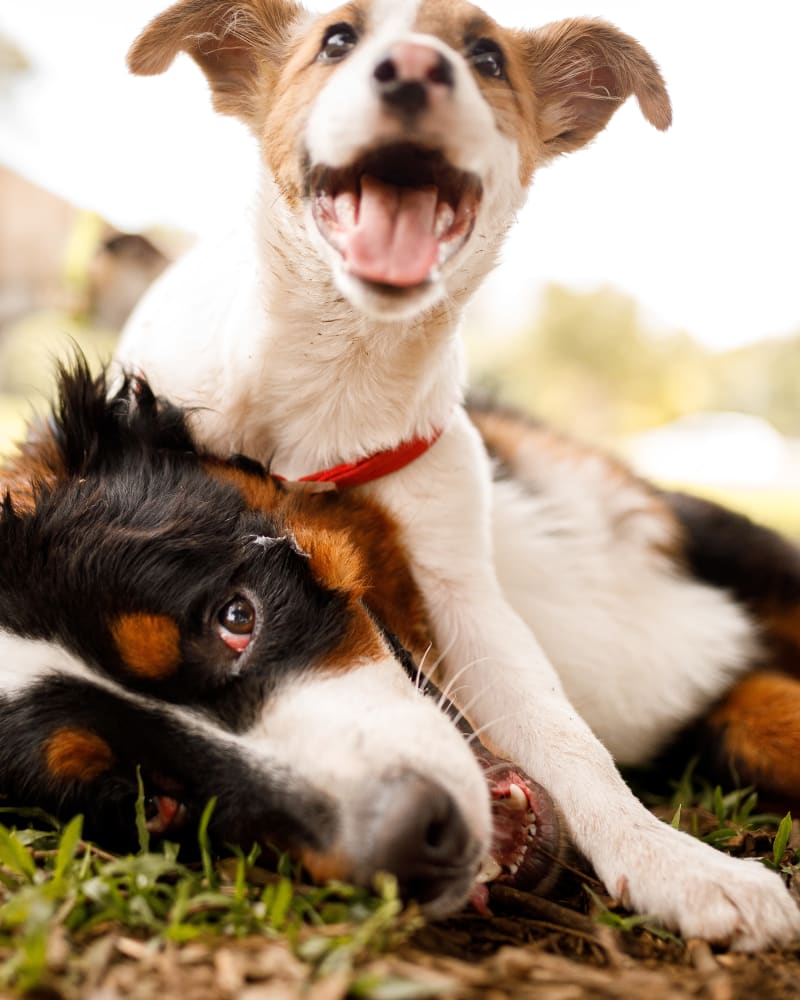 Dogs playing together on the green grass at Encore at Deerhill in Clarkston, Michigan