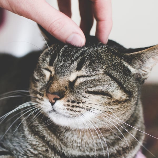 Cute cat getting head scratches at Dryden in Humble, Texas