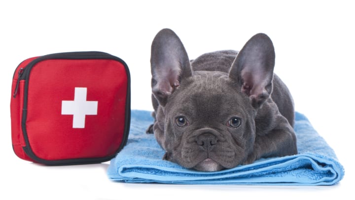 French bulldog lying down next to a first-aid kit